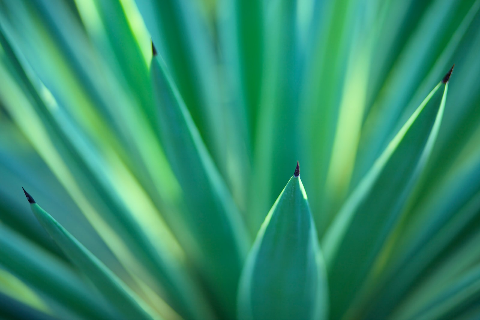 green snake plant in close up photography