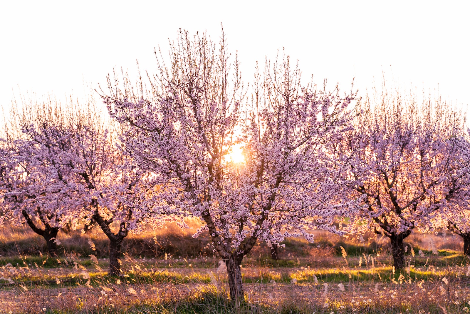 Comment déraciner et replanter un cerisier ?