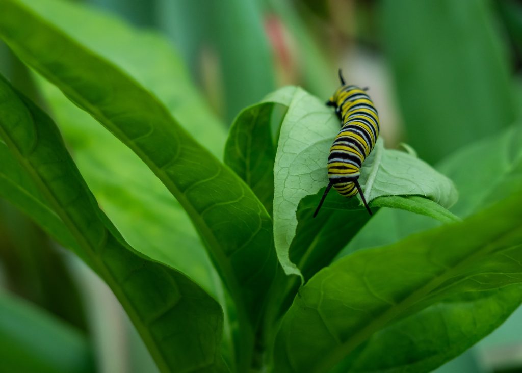 monarch caterpillar on green plant