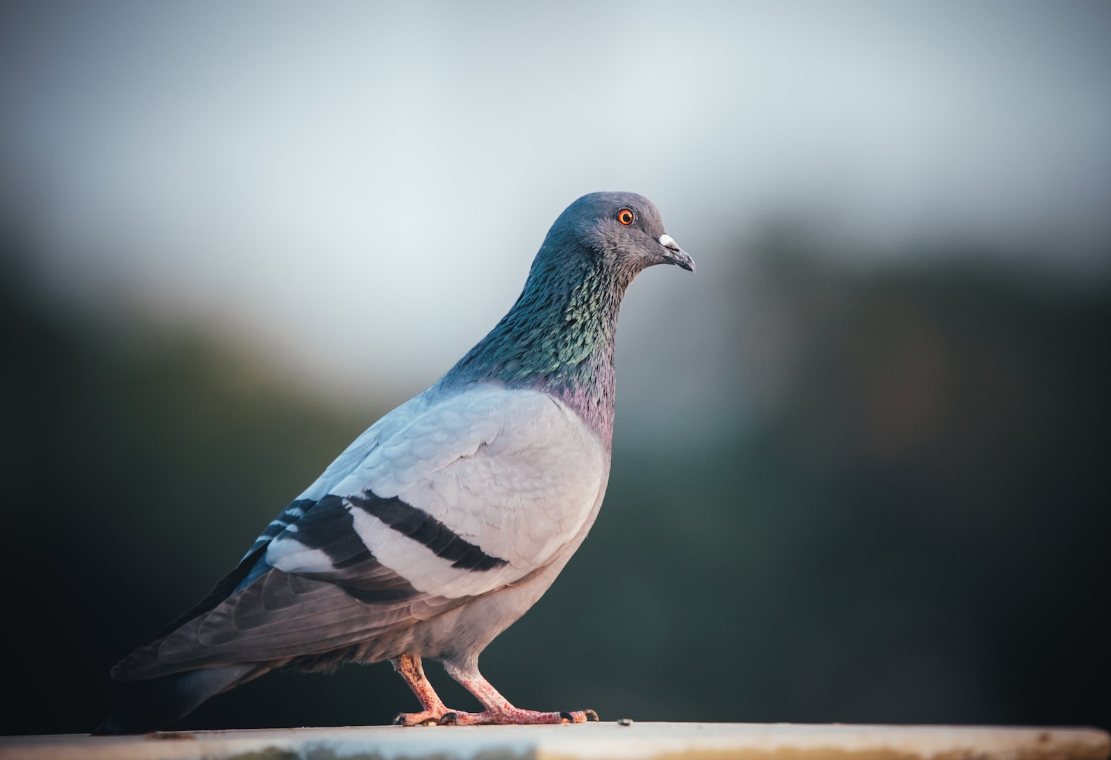 Comment éloigner les pigeons de son balcon ?