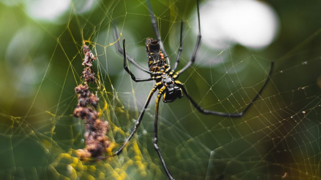 black and yellow spider on spider web during daytime