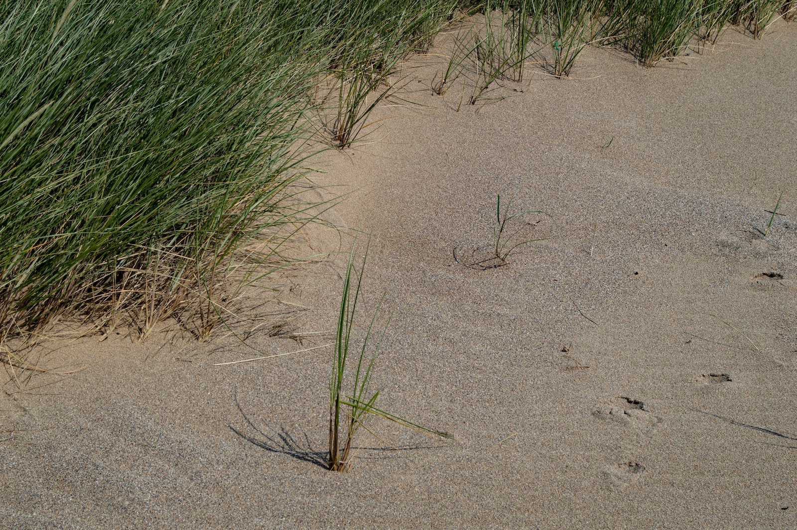 Gazon qui pousse sur du sable