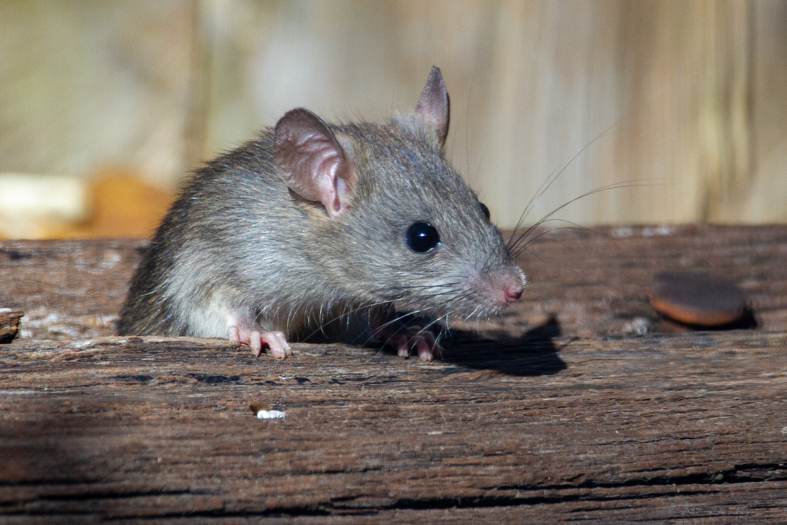 Combien de temps dure l’odeur d’une souris morte ?