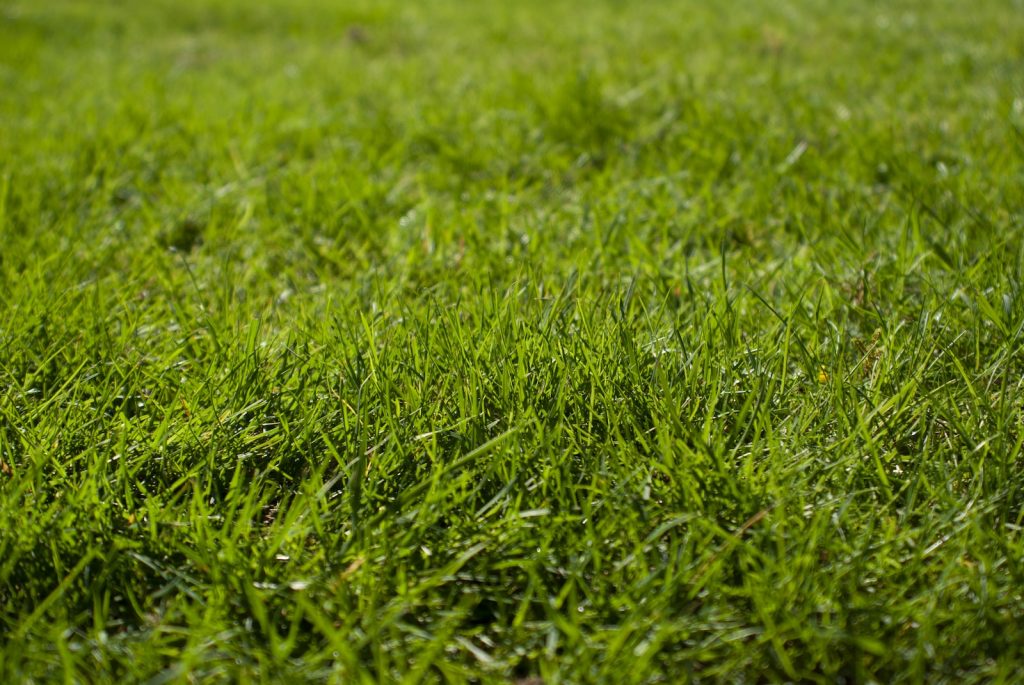 macro photography of green grass ground