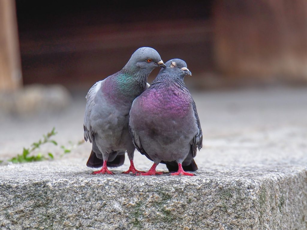 two rock pigeons on gray surface